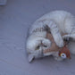 Flapping Cat Toy